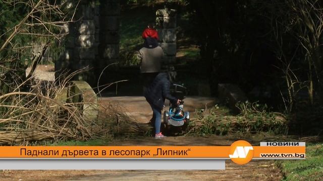 Паднали дървета в лесопарк „Липник“ смотреть онлайн