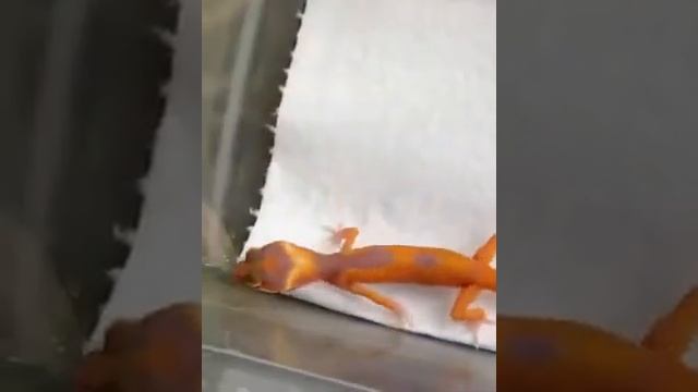 BLOOD TREMPER смотреть онлайн