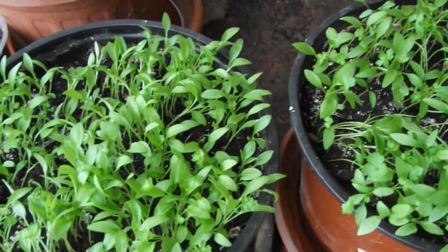 Blumen,Kohl und Aufbau einer Jungpflanzen Station,Цветы и строительство комнаты для молодых растени смотреть онлайн