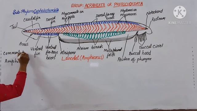 Protochordata: Subphyla Urochodata & Cephalochordata смотреть онлайн