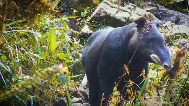 Close encounters of the tapir type смотреть онлайн