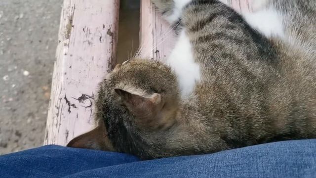 Кошка сладкая, pişiy şirin смотреть онлайн