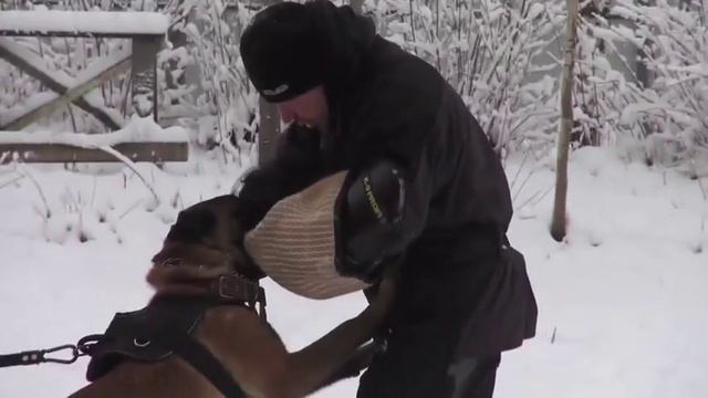 Real dog, first test and bitework - 8mo, Vyatkins' Kombat смотреть онлайн