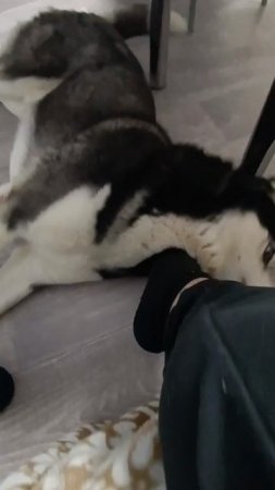Милый пëсик! 😍