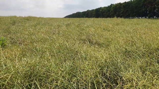 06.07.21 Питання-відповідь. Різниця умов вирощування ярого та озимого ріпаку. Підбір насіння. смотреть онлайн