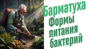 Формы питания бактерий.