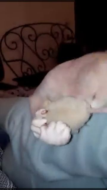 Прикольный иник смотреть онлайн