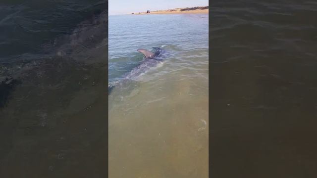 Дельфин у берега. п.Витязево. Анапа смотреть онлайн