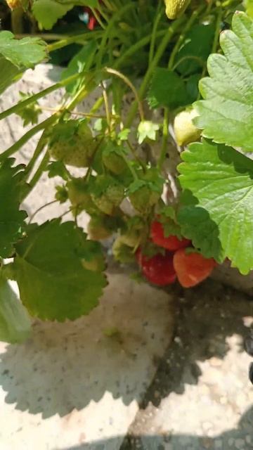 Гармония ( третья волна 21июля) Земляничная Исландия. смотреть онлайн