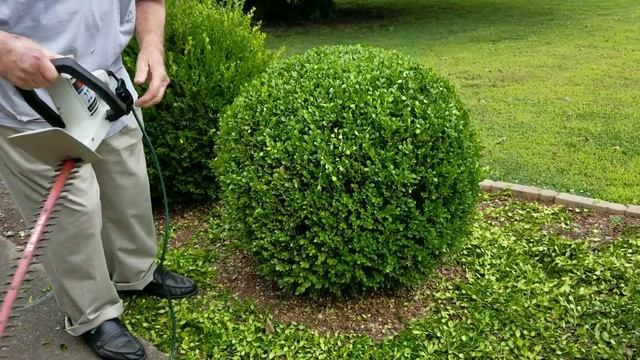 How to trim a perfectly round shrub. смотреть онлайн