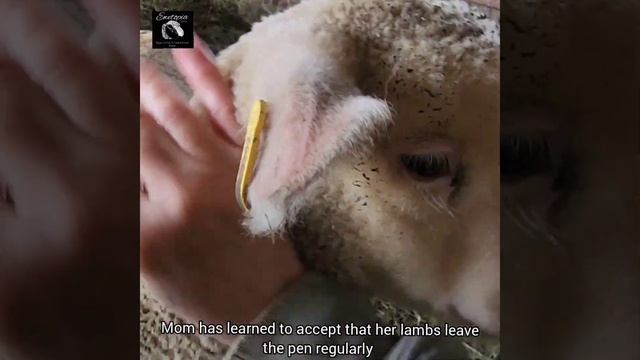 A Lamb Called Thelma #shorts смотреть онлайн