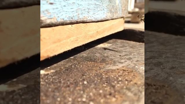 A natureza em camera lenta... 02 смотреть онлайн