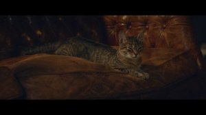 Промо ролик корма для кошек Jarvi