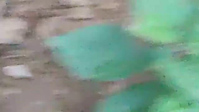 Medicinal Plants смотреть онлайн