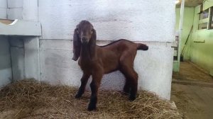 Козлята камори-нубийские на продажу) Ярославская область Переславский район) 8-916-363-39-13