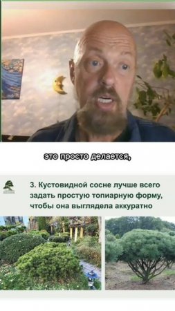 Что делать с сосной? Часть 3