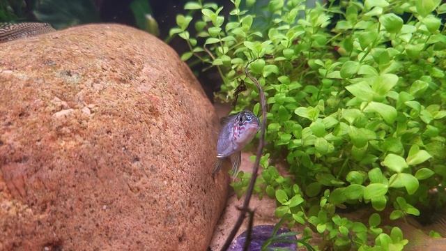 Apistogramma Borelli Opal смотреть онлайн