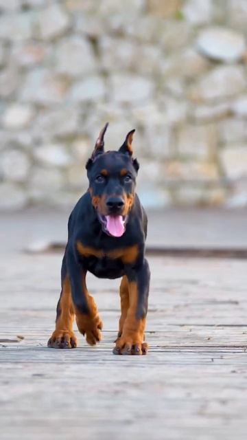 #doberman #doglover #americanbully #trendingvideo #ytshorts #trendingshorts #love #cute смотреть онлайн