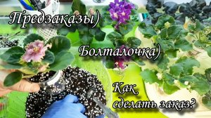 Как заказать фиалки? Отвечаю на этот и другие вопросы. Болталочка)