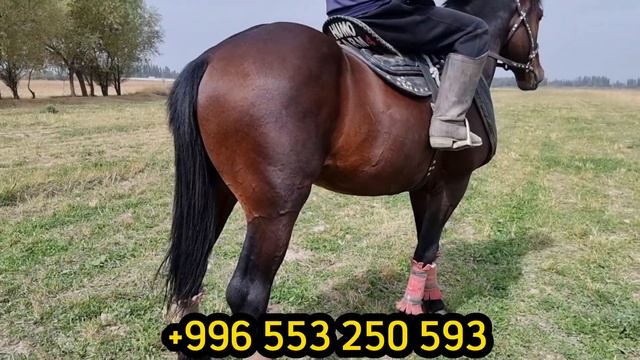 ЗВЕЗДА смотреть онлайн