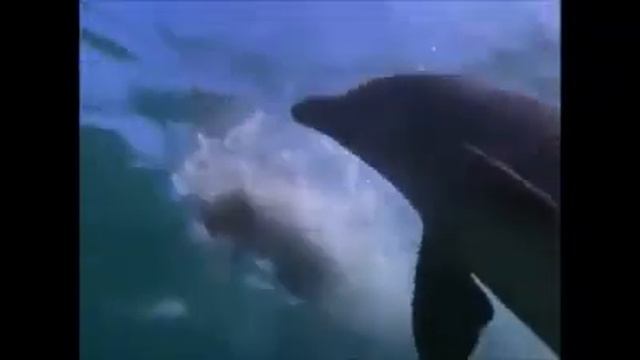 Friendship between dog and dolphin смотреть онлайн