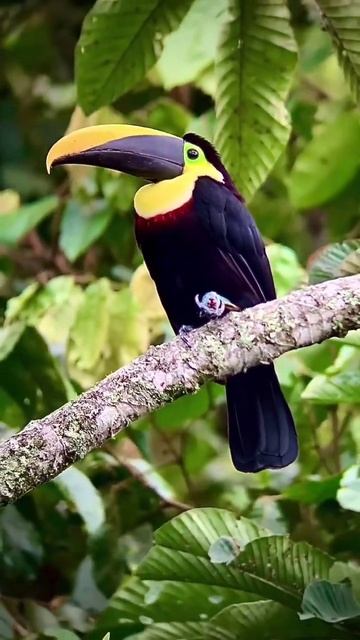 blackmandibled toucan also yellow colour throad toucan #youtubeshorts #youtuber #youtube #trending смотреть онлайн