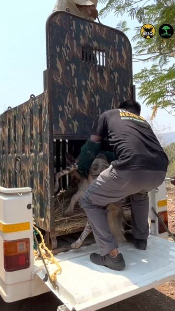 Hyena Rescue in Nashik | RESQ CT, Nashik 2023 смотреть онлайн