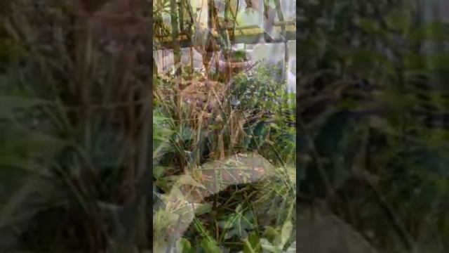 Оранжерея в моём городе смотреть онлайн