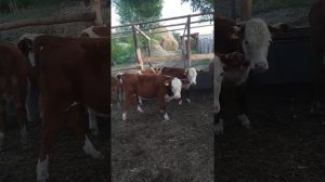 Подсосные телята .