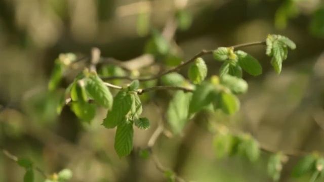 Один год из жизни фундука смотреть онлайн