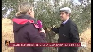 Poda del olivo. 05/04/2018.