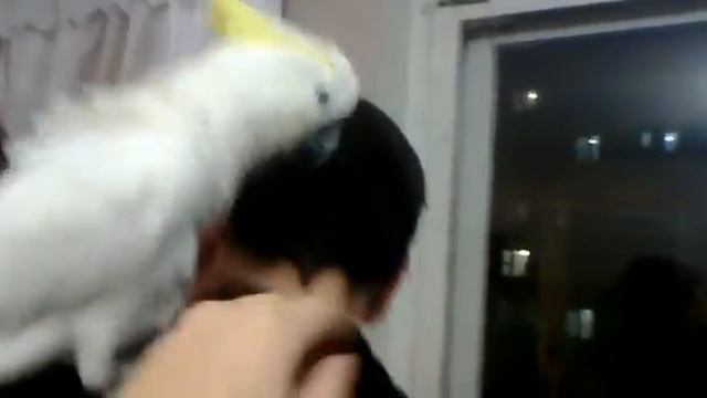 крутой попугай Шурик 3 смотреть онлайн