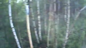 СОЛОНЕЦ НА ЗАЙЦА