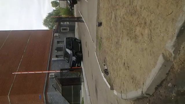 Ворона играет с котом смотреть онлайн