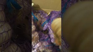 Любаша и Добрыня чеснок на посадку