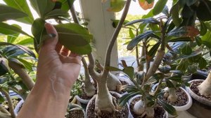 Как из жирафа сделать дерево. Мультипрививка адениума. Арабикум сбросил рожки. 21 мая 2024 г.