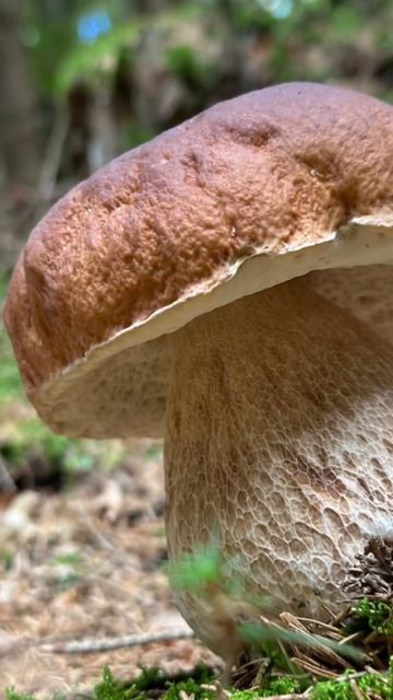 Na houbách v Jizerkách смотреть онлайн