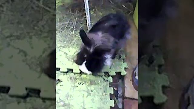 Кролик Роджер смотреть онлайн