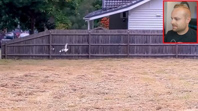 Rob Reacts to... Everything you wanted to know about AUSTRALIAN MAGPIES! смотреть онлайн