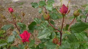 27.05.2024г. Белая роза 🌹 Иоанн Павел Второй и красная 🌹???.#rose #розы #цветениероз