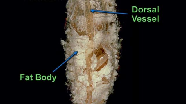 Cockroach dissection - Circulatory system смотреть онлайн