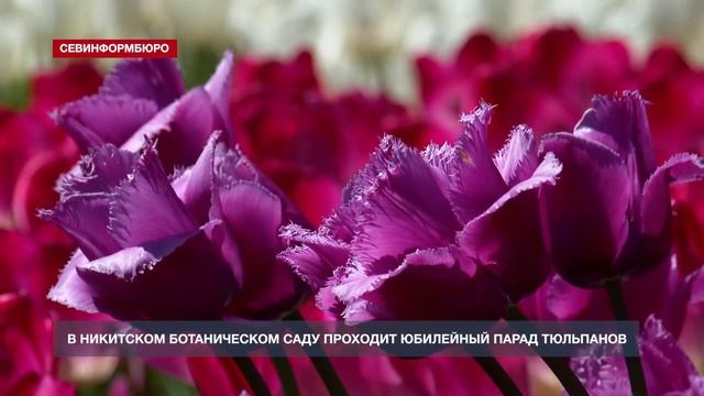 Севастопольцев приглашают на Парад тюльпанов в Никитский ботанический сад