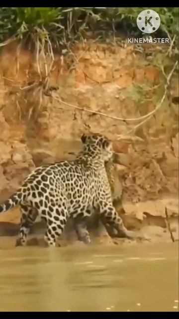 Animal Videos Part 4. смотреть онлайн