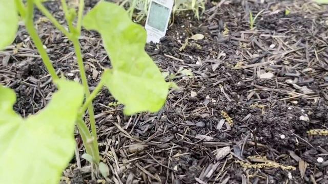 Garden in the spring. Differences in soils. Veggies and herbs. смотреть онлайн