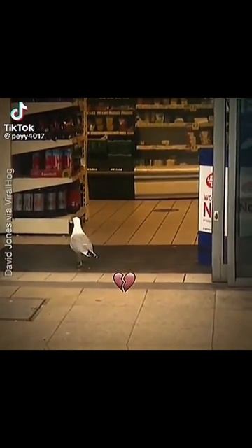 #гусь #мем #мемы #bombastic #бомбастик #жиза смотреть онлайн