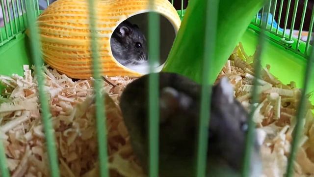 Исследуем свежие опилки смотреть онлайн