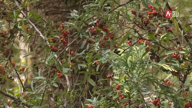 Сухумскому ботаническому саду 180 лет смотреть онлайн