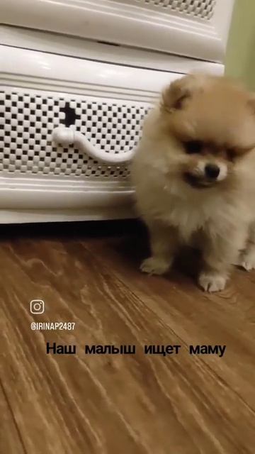 Сладкий малыш ищет маму#шпиц #шпицмишка