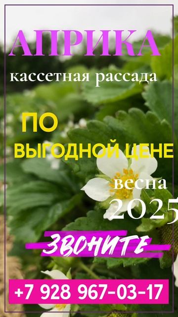 Саженцы клубники сорт Априка