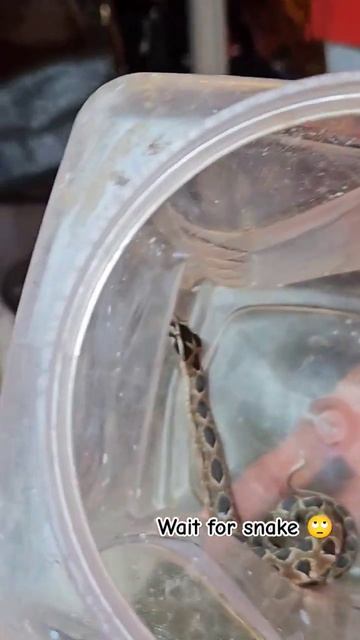 Matheran Market | viper baby in Matheran #matheran #viper смотреть онлайн